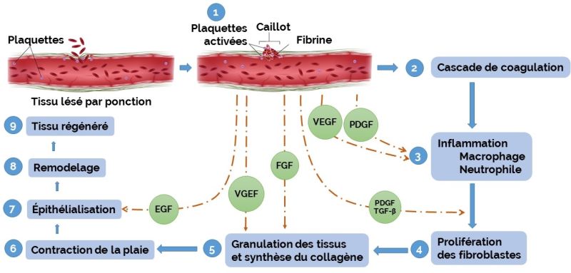 OM Signature - Mécanisme Plasma Riche en Plaquettes - PRP -  Clinique Esthétique Médicale Rive-Sud